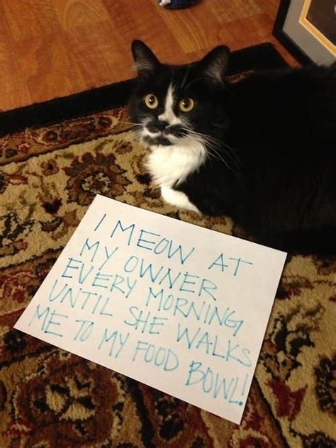 23 Signs Your Cat Actually Owns You Cat Shaming Animal Shaming