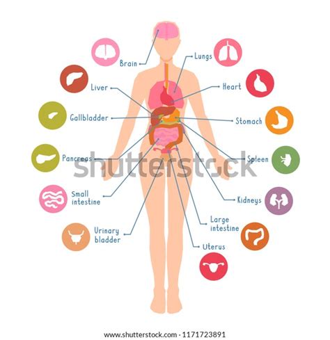 Diagram Major Human Body Internal Organs Stock Vector Royalty Free