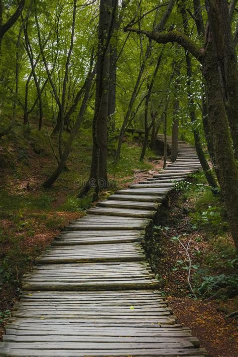 Winding Forest Wooden Path Walkway Stock Image Image Of Hike Pathway