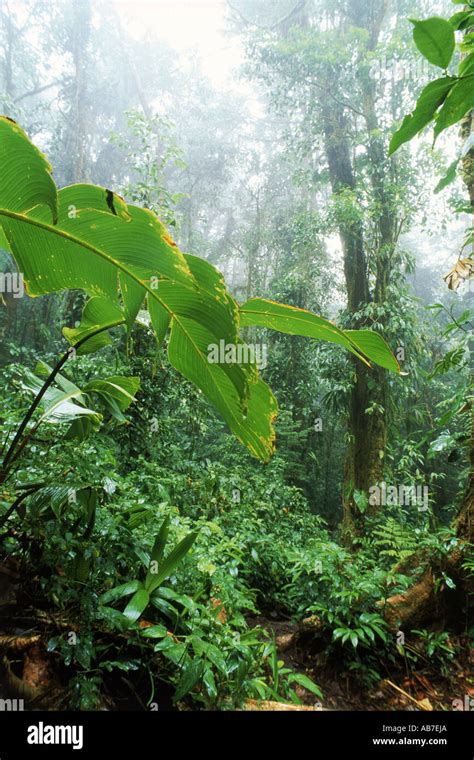 Costa Rica Rainforests Hi Res Stock Photography And Images Alamy