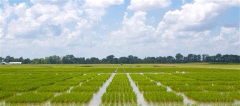 2015 Rice On Farm Variety Trial Preliminary Data Mississippi Crop Situation