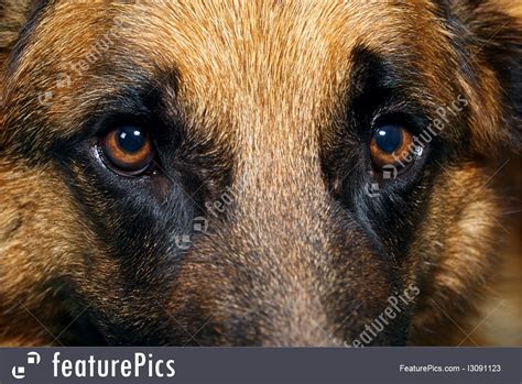Pets Close Up Of German Shepherd Dog Eyes Stock Picture