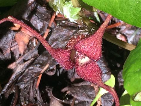 Wild Ginger Is Blooming Mendonoma Sightings