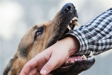 Dog Breeds That Bite And Injure Most Often Sand Law Llc