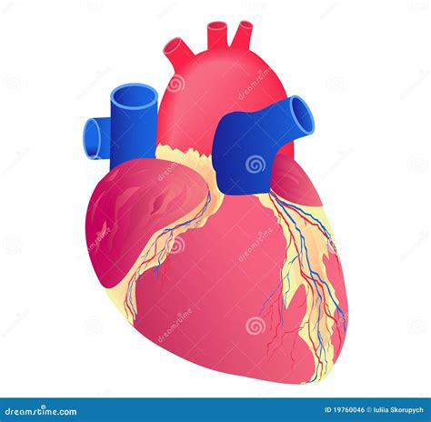 Cuore Umano Illustrazione Vettoriale Illustrazione Di Siluetta 19760046