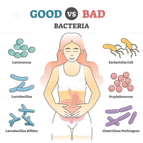 Good Vs Bad Bacteria As Gut Flora Examples In Educational Outline