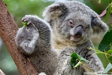 Pin By Gayle Pesek On Kuddly Koalas Koala Bear Cute Koalas Koalas