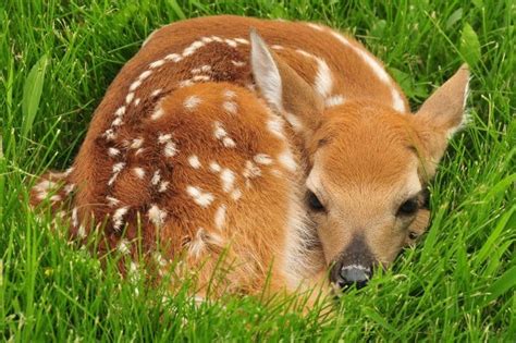 30 Curious Whitetail Deer Facts That Will Surprise You
