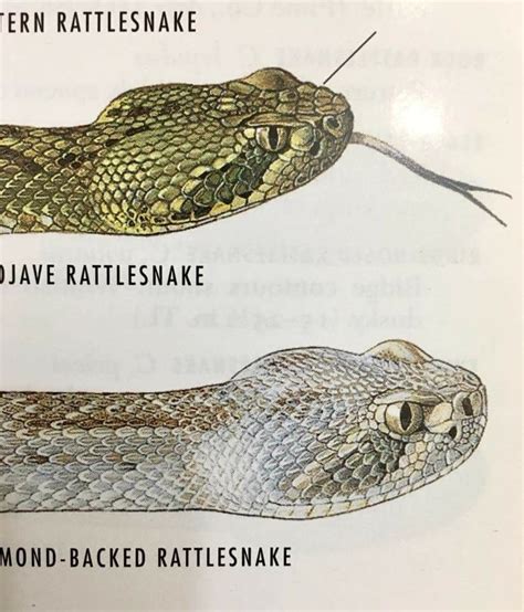 Diamondback Rattlesnake Vs Mojave Rattlesnake Lizard Snake