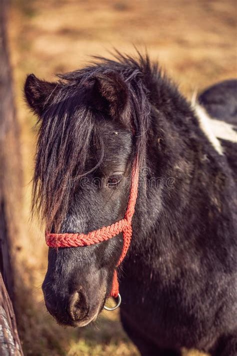 Domestic Horses Brown Beautiful Horse And Pony Horse In The Au Stock