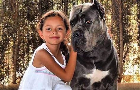 Cane Corso Dog Breed Characteristics Mixes And Pictures