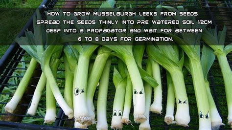 How To Grow Musselburgh Leeks From Seeds Youtube