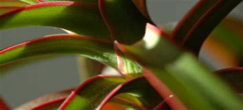 Plants That Grow Really Well In Darker Bedrooms Dracaena Indoor Shade