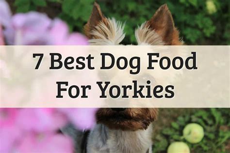 7 Best Dog Food For Yorkies 2022 Review Both Wet And Dry