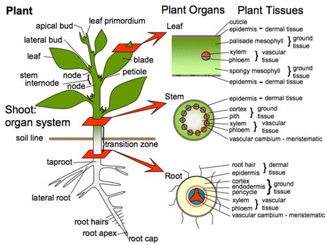 Plant Anatomy Biology Plants Plants Plant Science