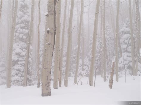 Snowy Aspens San Juan Mountains Colorado Mountain Photography By