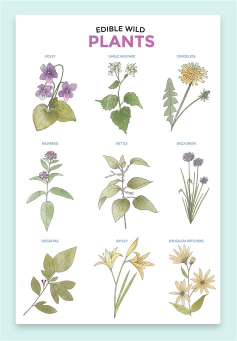 Plant Drawing Flower Drawing Botanical Illustration Graphic