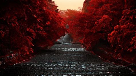 Road Between Red Autumn Trees Hd Dark Aesthetic Wallpapers Hd