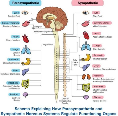 There are no sympathetic or. What happens when the sympathetic and parasympathetic ...