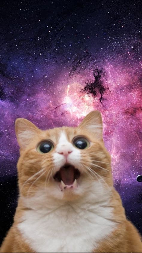 Top More Than 52 Cat Meme Wallpaper Best Incdgdbentre