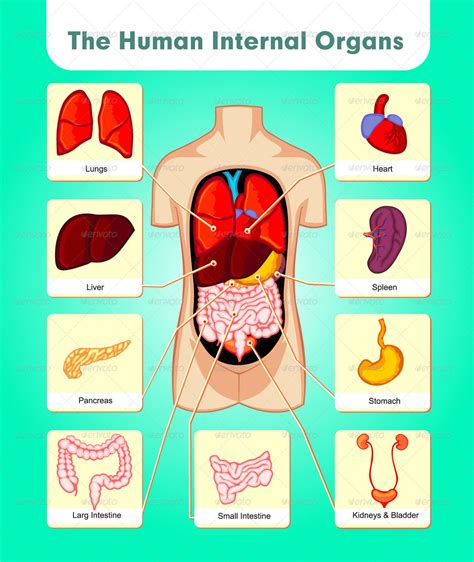 The Human Internal Organs Preview Graphicriver Human Body Science