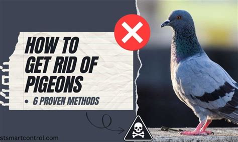 How To Get Rid Of Pigeons 6 Proven Methods Pest Smart Control