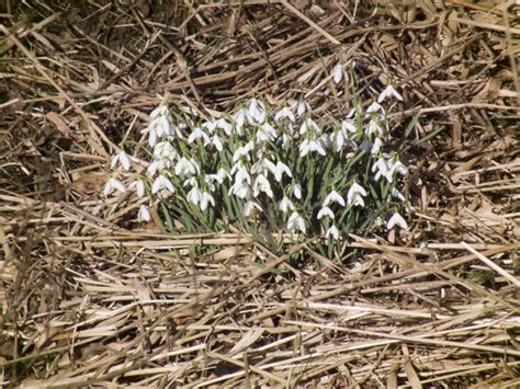 Snowdrops Beside Stonehouse Burn Iain Smith Geograph Britain And