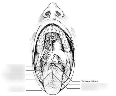 Oral Anatomy Oral Cavity Structures And Anatomical Features Diagram