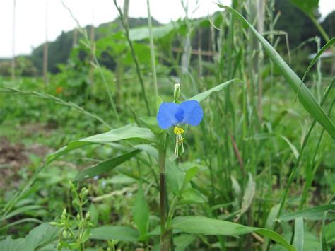 We did not find results for: blue flower weed | Explore shiensumisu's photos on Flickr ...