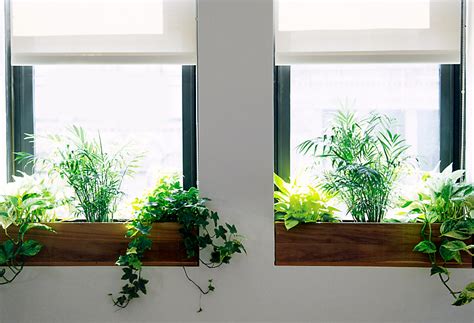 Enjoy free shipping on most stuff, even big stuff. The Sill + Terrain: Planting a Window Box | The BLOG at ...