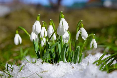 Snowdrops In The Snow Early Spring Flowers Close Up Stock Photo