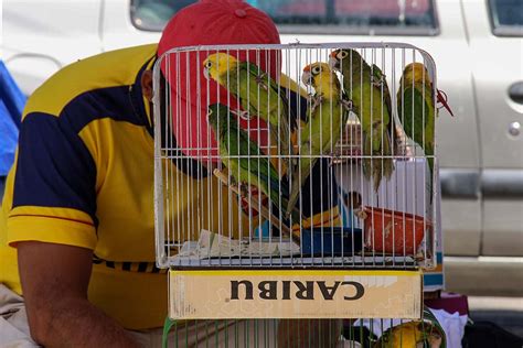 Tráfico Ilegal De Aves En Guerrero Muchas Dependencias Involucradas
