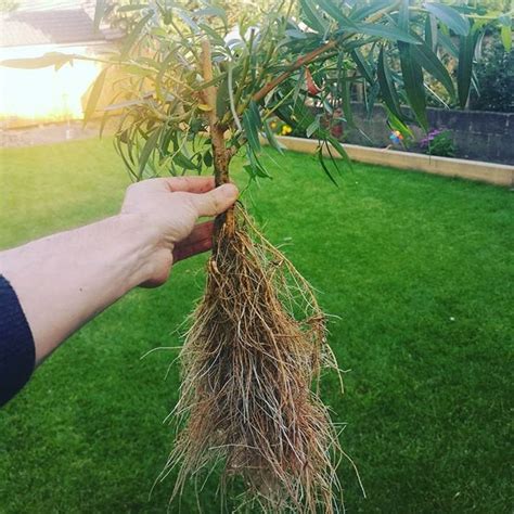 Hydroponic Weeping Willow Roots Bonsai
