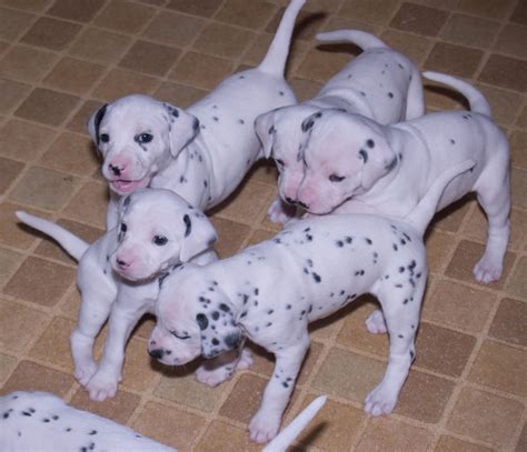 Watch as two of them play with each other while the rest of the litter tries to get some sleep. 50 Very Cute Dalmatian Puppy Pictures And Photos
