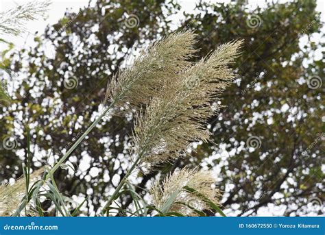 Giant Reed Arundo Donax Stock Photo Image Of Landscape 160672550