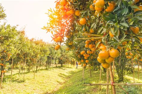 Orange Orchard In Morning Stock Photo Image Of Northern 77383938