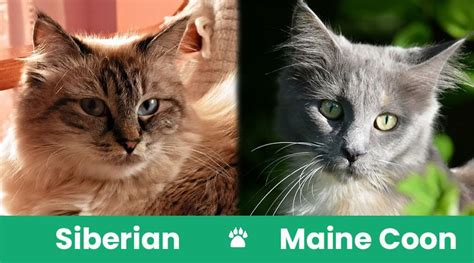 Siberian Cat Vs Maine Coon Whats The Difference With Pictures