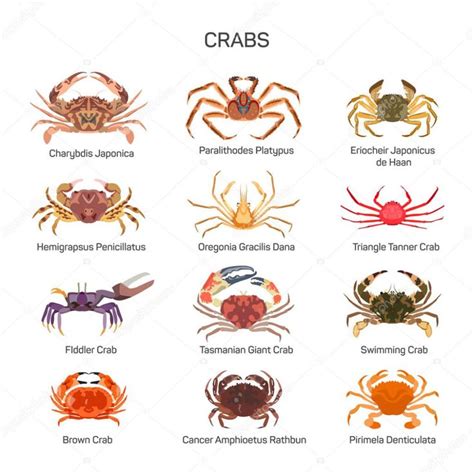 20 Different Types Of Crabs Facts Pictures Chart
