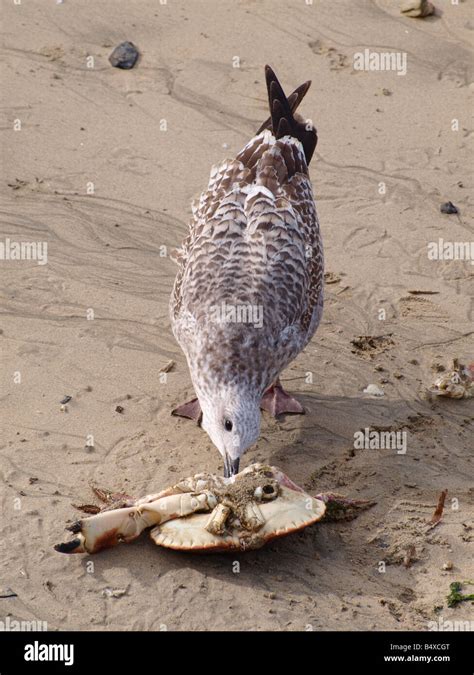 Juvenile Herring Gull Larus Argentatus Eating A Dead Crab Stock Photo