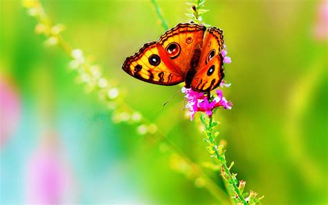 Animal Butterfly Hd Wallpaper