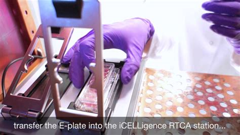 Cell Adhesion Assay With Icelligence A Hands On Video Youtube