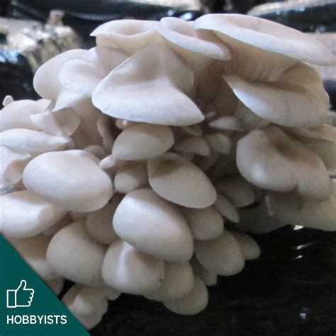 M2125 Pleurotus Ostreatus Var Florida Mycelia