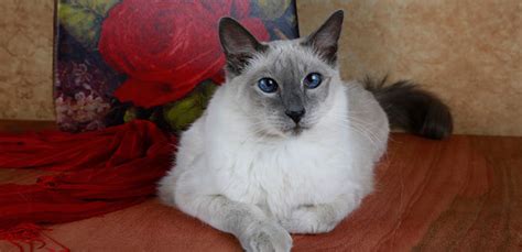 Balinese Cat Breed Information Characteristics And Facts