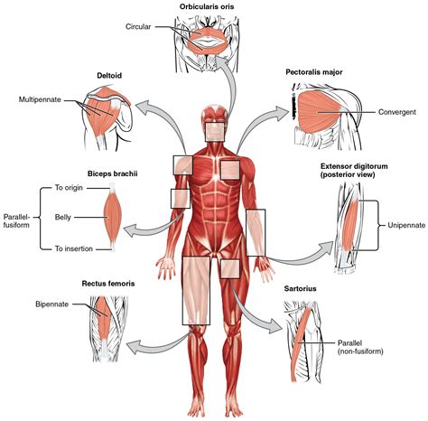 Fascicle Muscle Shapes Muscle Anatomy Muscular