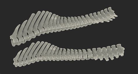 3d Animal Spine Vertebrae Bones Turbosquid 1337200