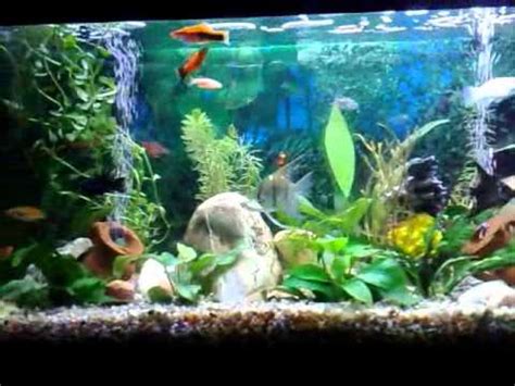 Si tratta in genere di grandi vasche per pesci con animali esotici o particolarmente colorati, realizzate con finiture in armonia con l'arredamento del locale in cui si trovano. il mio acquario tropicale d'acqua dolce - YouTube