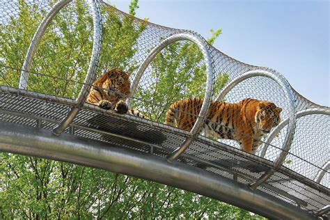 Time For Kids The Future Of Zoos