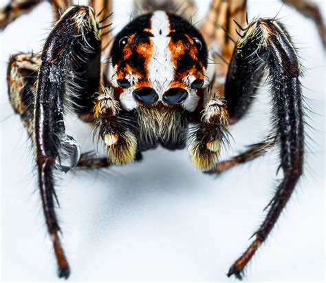 Free Images Insect Fauna Invertebrate Close Up Arachnid