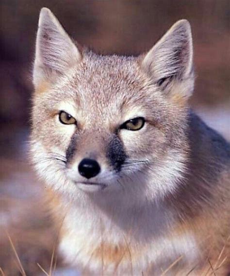 Corsac Fox I Think Swift Fox Fox Dog Animals Beautiful