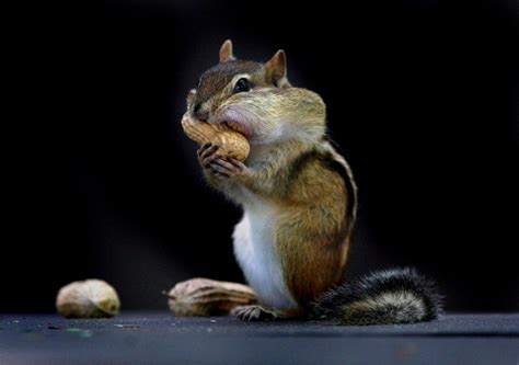 Youre Not Crazy There Are Lots Of Chipmunks This Year And More Are